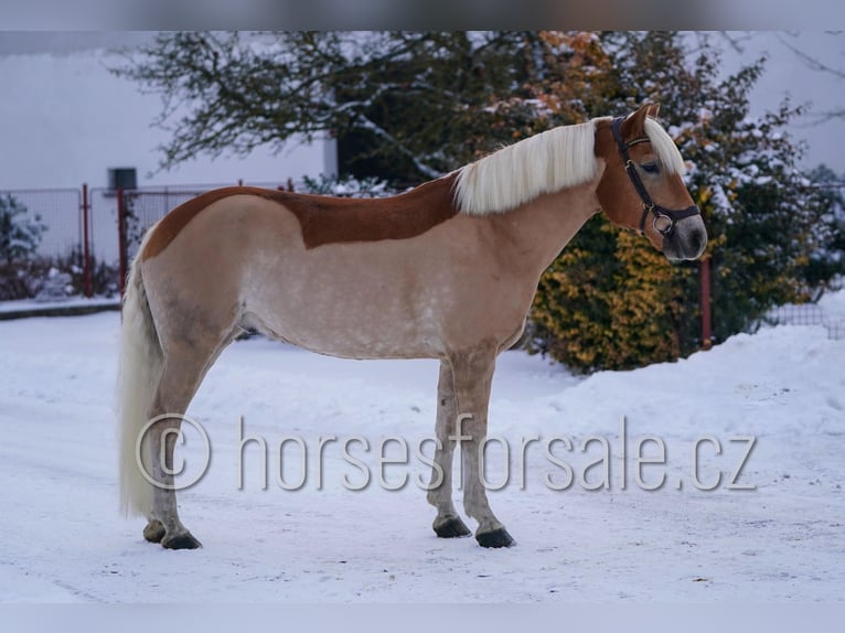 Haflinger Gelding 9 years 14.2 hh Palomino in Ceske Budejovice