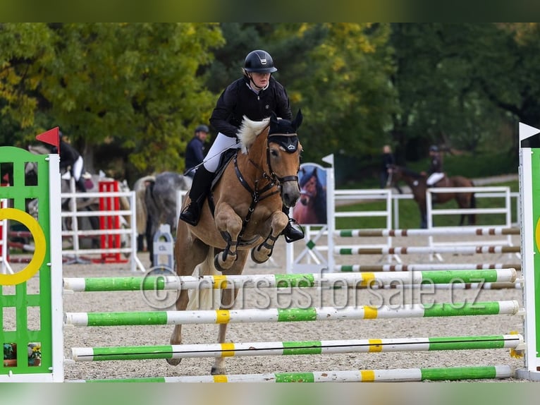 Haflinger Gelding 9 years 14.2 hh Palomino in Ceske Budejovice