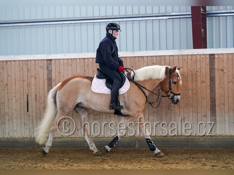 Haflinger Gelding 9 years 14.2 hh Palomino in Ceske Budejovice