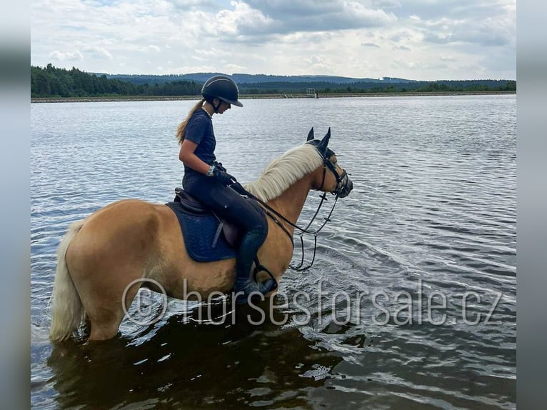 Haflinger Gelding 9 years 14.2 hh Palomino in Ceske Budejovice