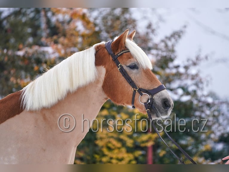 Haflinger Gelding 9 years 14.2 hh Palomino in Ceske Budejovice