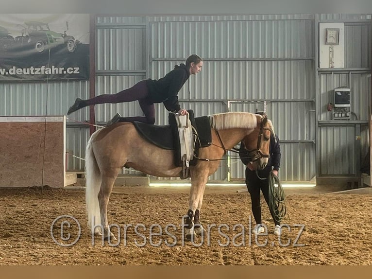 Haflinger Gelding 9 years 14.2 hh Palomino in Ceske Budejovice