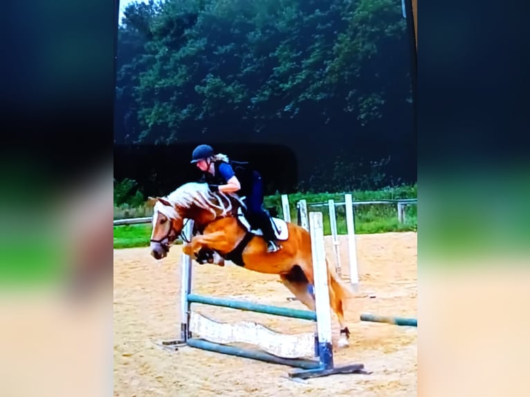 Haflinger Gelding 9 years 14,2 hh Sorrel in Fischamend