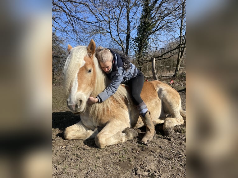 Haflinger Gelding 9 years 14,2 hh in Wadersloh