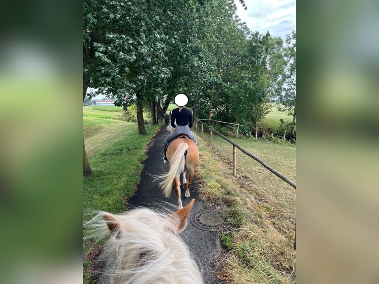 Haflinger Gelding 9 years 14.3 hh Chestnut-Red in Oberostendorf