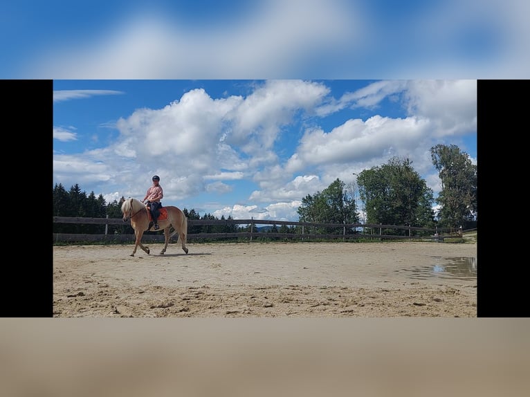 Haflinger Gelding 9 years 14.3 hh Dun in Davidschlag