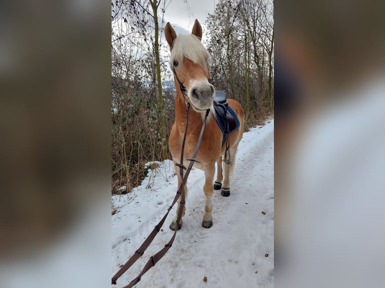 Haflinger Gelding 9 years 14.3 hh Dun in Davidschlag