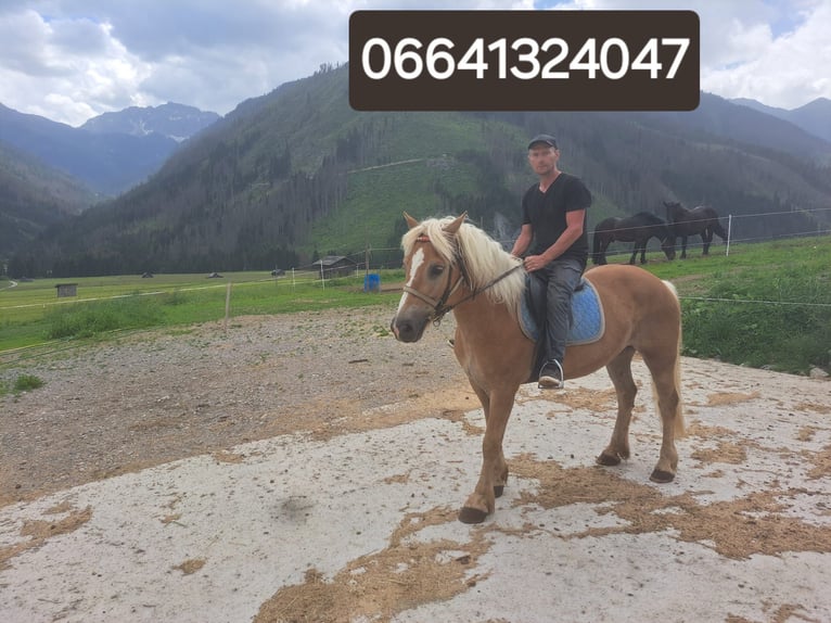 Haflinger Gelding 9 years 14,3 hh in Obertilliach