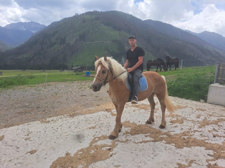 Haflinger Gelding 9 years 14,3 hh in Obertilliach