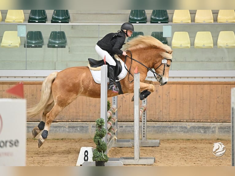 Haflinger Gelding 9 years 14,2 hh Chestnut-Red in Mamming Haflinger Gelding 9 years 14,2 hh Chestnut-Red in Mamming