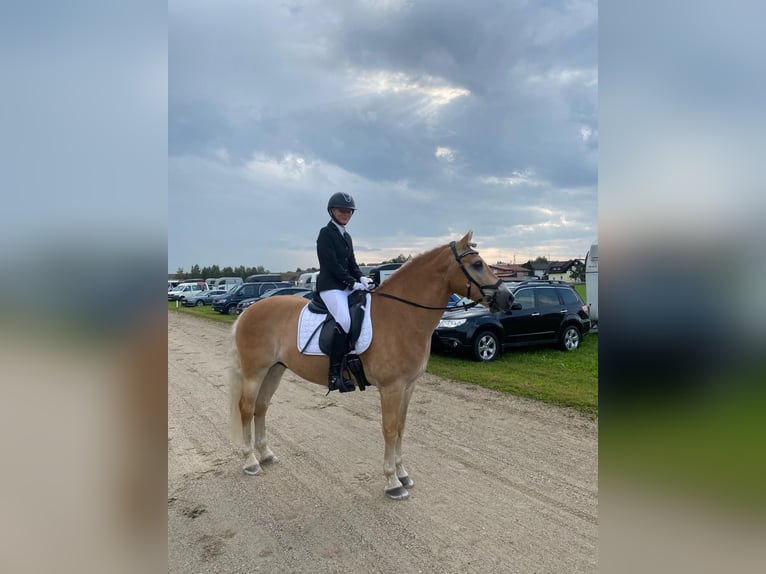 Haflinger Gelding 9 years 14,2 hh Chestnut-Red in Mamming Haflinger Gelding 9 years 14,2 hh Chestnut-Red in Mamming