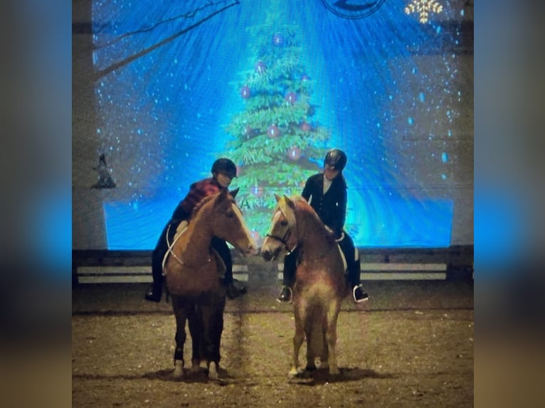 Haflinger Gelding 9 years 14,2 hh  in Willstätt