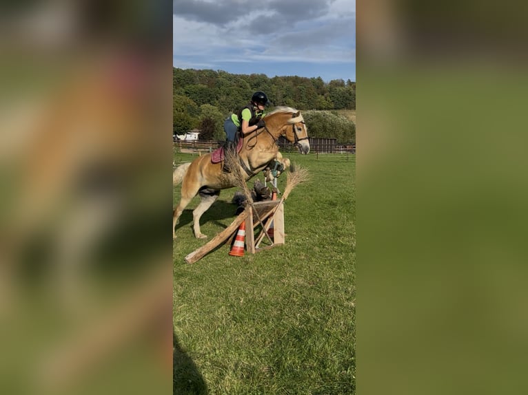 Haflinger Gelding 9 years 15.1 hh Chestnut-Red in Schenklengsfeld