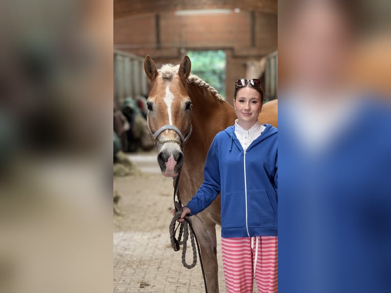 Haflinger Gelding 9 years 15.1 hh Chestnut-Red in Schenklengsfeld