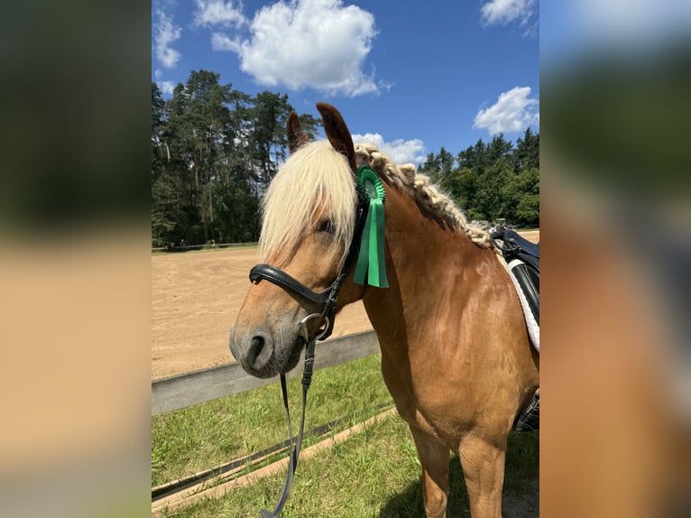 Haflinger Gelding 9 years 15.1 hh  in Lauf an der Pegnitz