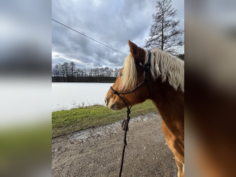 Haflinger Gelding 9 years 15.1 hh  in Lauf an der Pegnitz