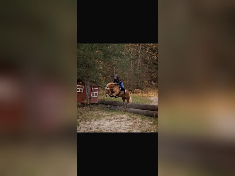 Haflinger Gelding 9 years 15.1 hh  in Lauf an der Pegnitz