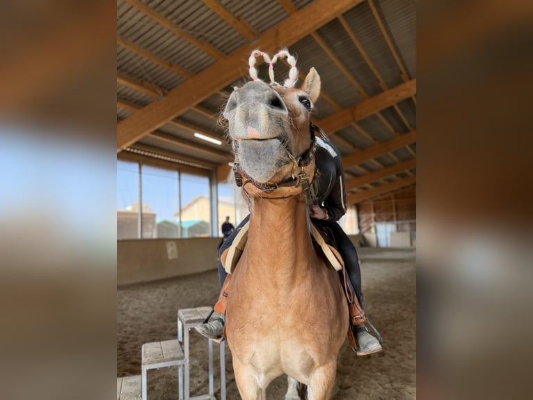 Haflinger Gelding 9 years 15.1 hh Palomino in Sulzfeld