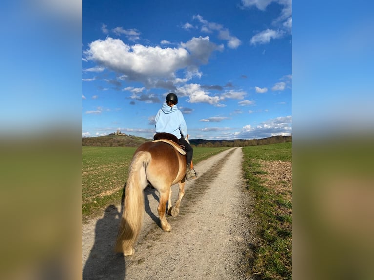 Haflinger Gelding 9 years 15.1 hh Palomino in Sulzfeld