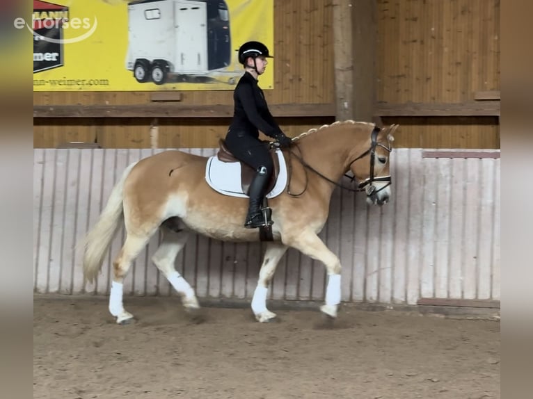Haflinger Gelding 9 years 15.1 hh  in Schenklengsfeld