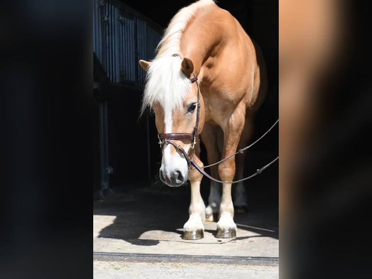 Haflinger Gelding 9 years 15.2 hh Palomino in Geilenkirchen