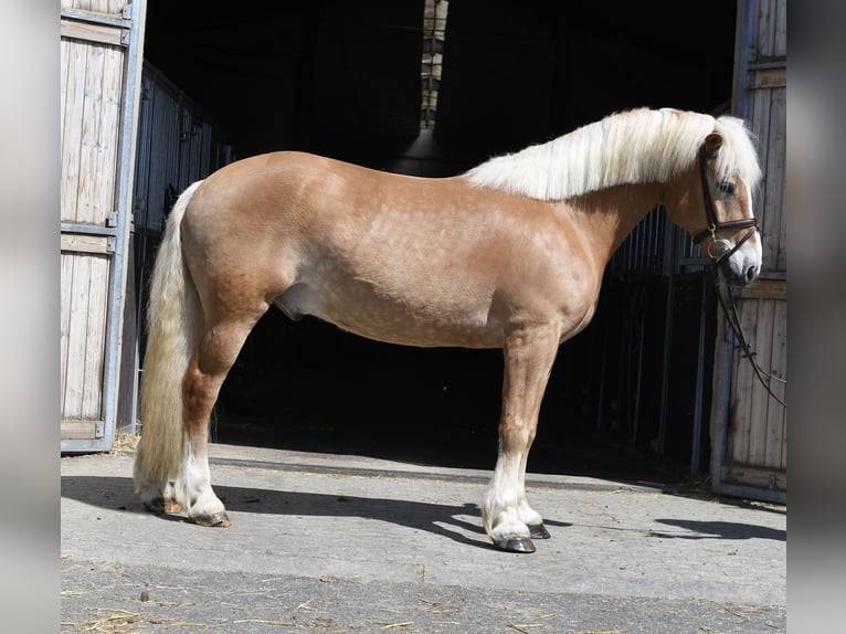 Haflinger Gelding 9 years 15.2 hh Palomino in Geilenkirchen