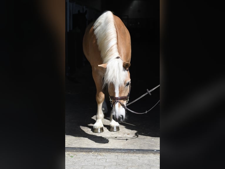 Haflinger Gelding 9 years 15.2 hh Palomino in Geilenkirchen