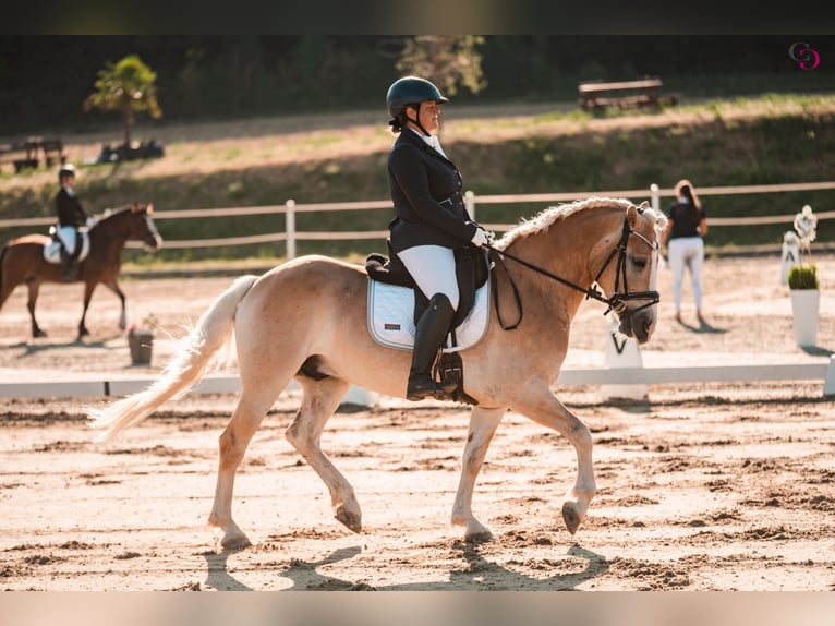 Haflinger Gelding 9 years 15 hh Chestnut-Red in Kirchbach