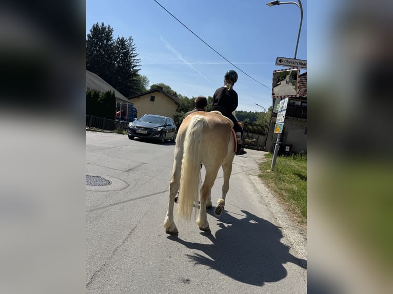 Haflinger Gelding 9 years 15 hh Chestnut-Red in Kirchbach