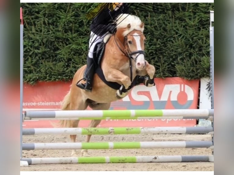 Haflinger Gelding 9 years 15 hh Chestnut-Red in Vogau