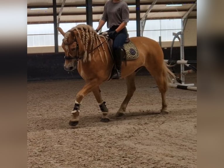 Haflinger Gelding 9 years 15 hh Chestnut-Red in Kaldenkirchen
