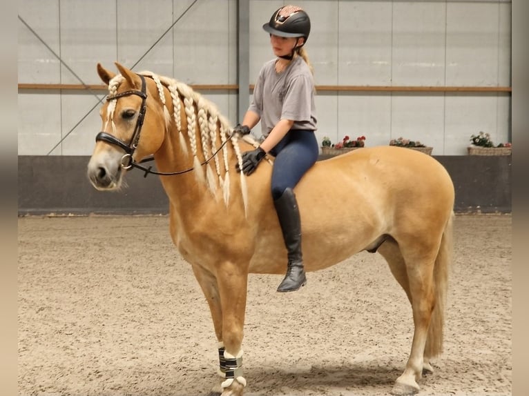 Haflinger Gelding 9 years 15 hh Chestnut-Red in Kaldenkirchen