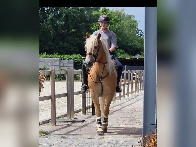 Haflinger Gelding 9 years 15 hh Chestnut-Red in Kaldenkirchen