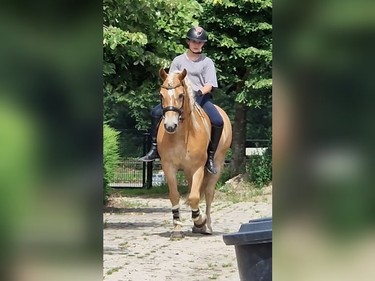Haflinger Gelding 9 years 15 hh Chestnut-Red in Kaldenkirchen