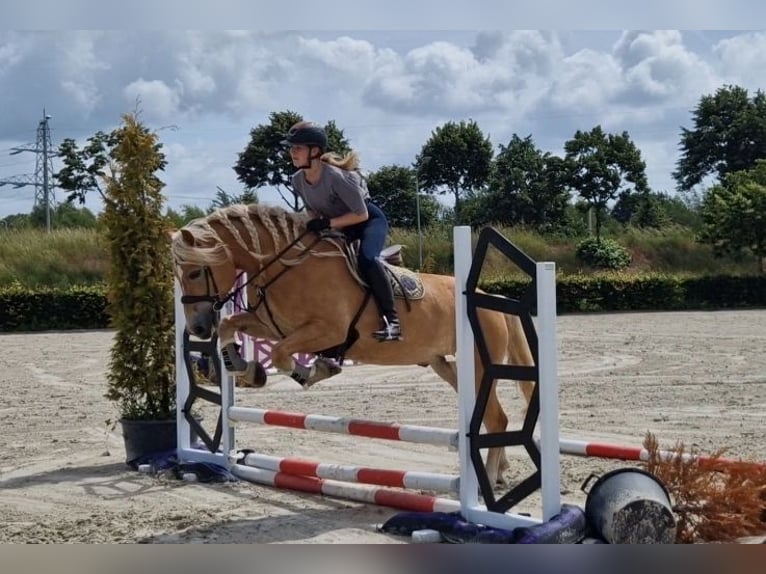 Haflinger Gelding 9 years 15 hh Chestnut-Red in Kaldenkirchen