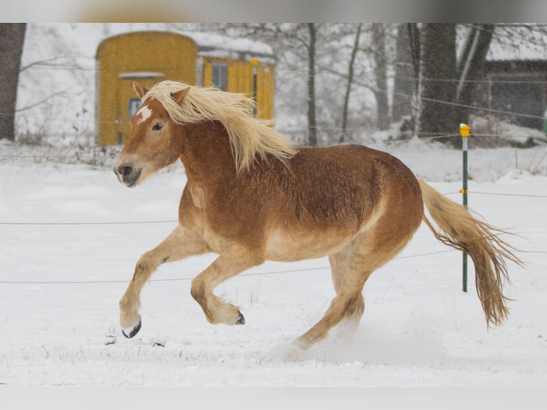 Haflinger Gelding 9 years 15,1 hh Chestnut-Red in Ottenhofen