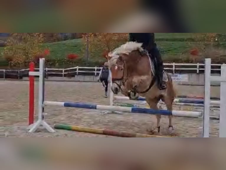 Haflinger Gelding 9 years 15,1 hh in St. Andrä