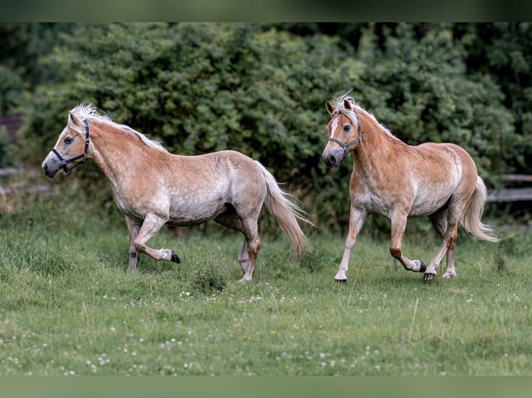 Haflinger Gelding 9 years Chestnut-Red in Frellstedt