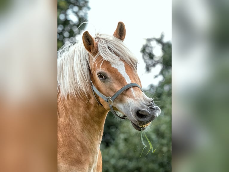 Haflinger Gelding 9 years Chestnut-Red in Frellstedt