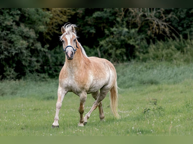 Haflinger Gelding 9 years Chestnut-Red in Frellstedt