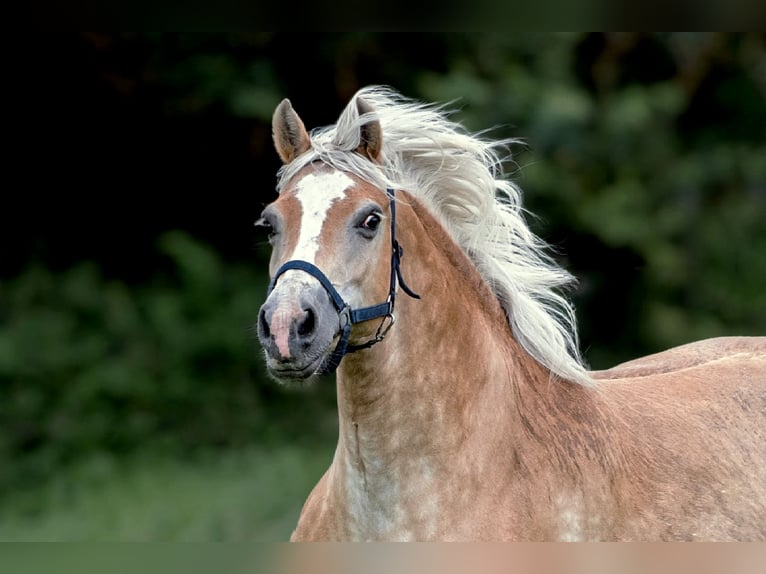 Haflinger Gelding 9 years Chestnut-Red in Frellstedt
