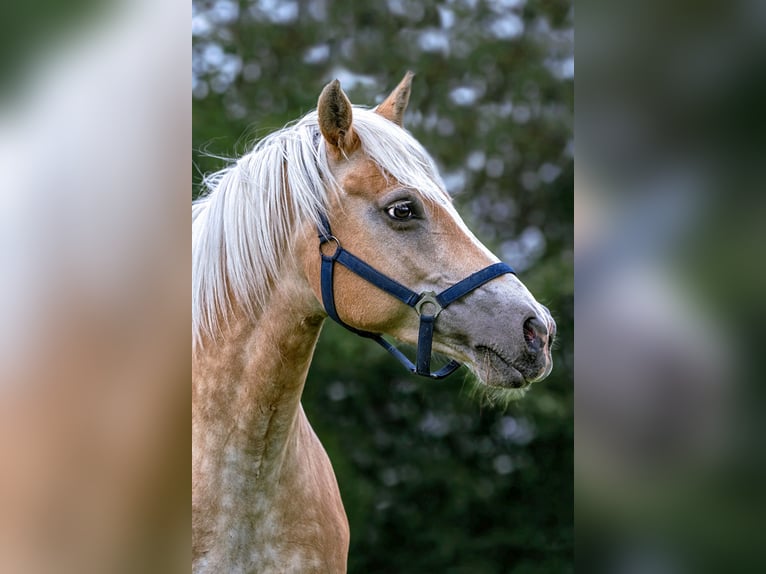 Haflinger Gelding 9 years Chestnut-Red in Frellstedt
