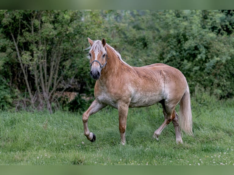 Haflinger Gelding 9 years Chestnut-Red in Frellstedt