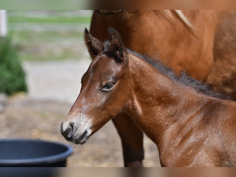 Haflinger Gelding  14,2 hh Dun in Hastveda