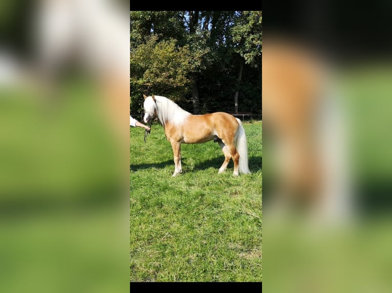 Haflinger Hengst 10 Jahre 151 cm Fuchs in Fischen