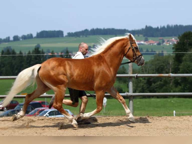 Haflinger Hengst 10 Jahre 151 cm Fuchs in Fischen