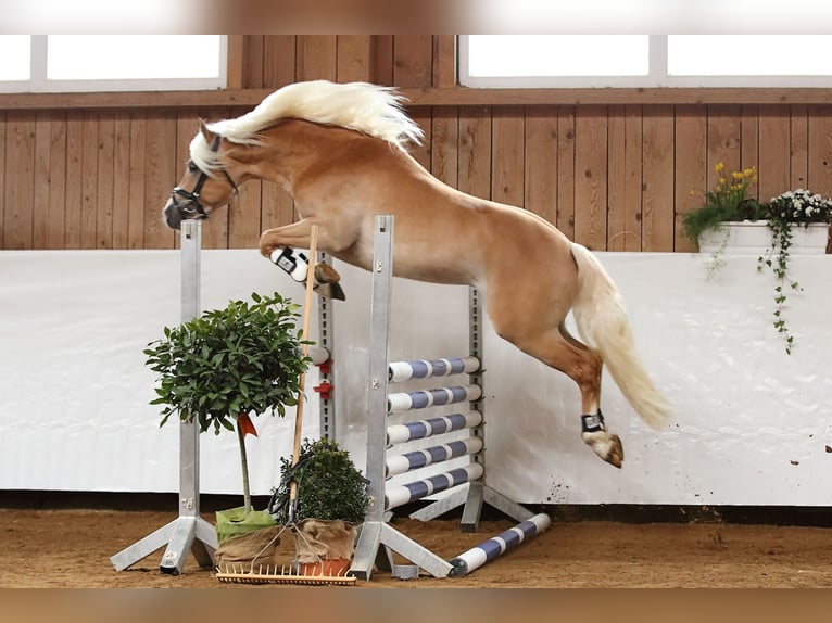 Haflinger Hengst 10 Jahre 151 cm Fuchs in Fischen