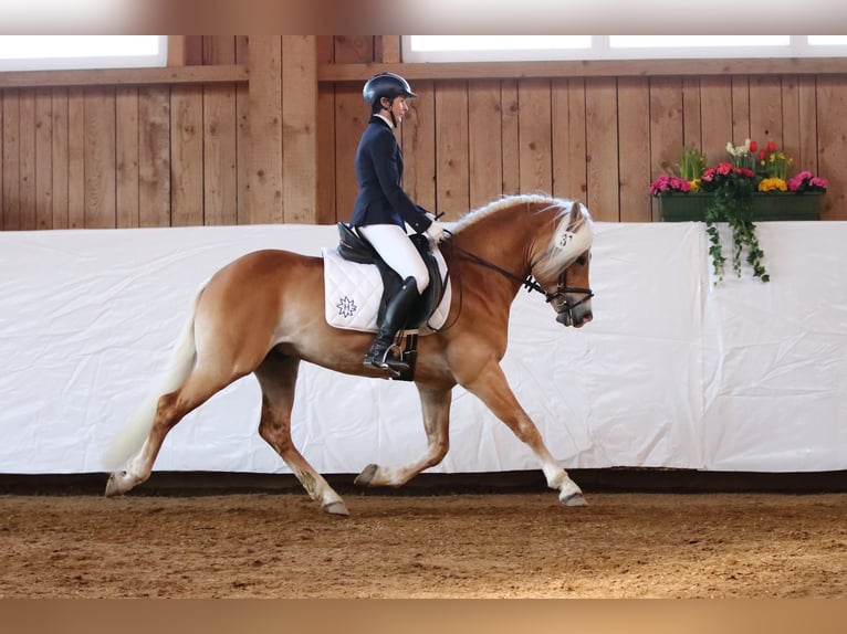 Haflinger Hengst 10 Jahre 151 cm Fuchs in Fischen