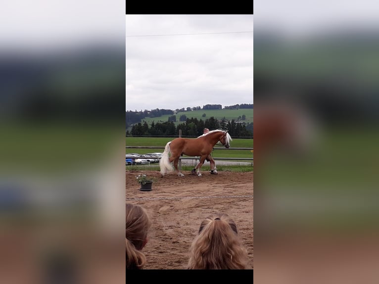 Haflinger Hengst 10 Jahre 151 cm Fuchs in Fischen