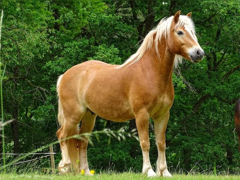 Haflinger Hengst 13 Jahre 152 cm Fuchs in Hessisch Lichtenau